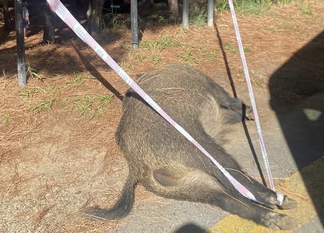 Palinuro, auto contro cinghiale: ragazza illesa, morto l’animale