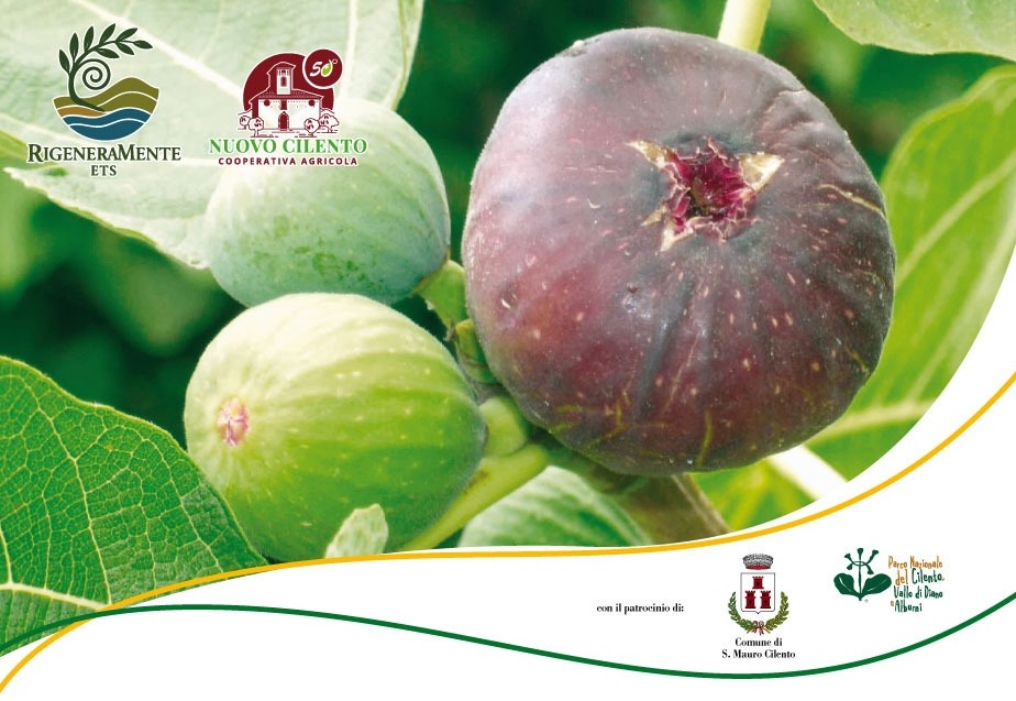 Torna “Settembre ai fichi”: dal 3 al 7 gastronomia e musica a San Mauro Cilento 