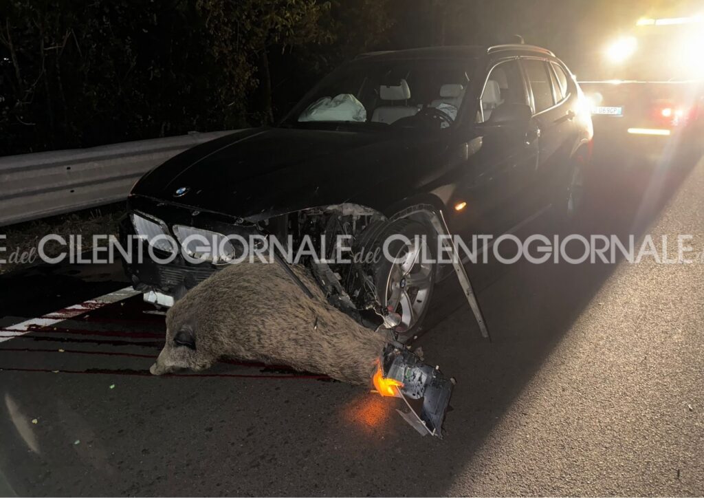 Due incidenti simili in pochi chilometri: auto contro cinghiali ad Atena Lucana e Caggiano