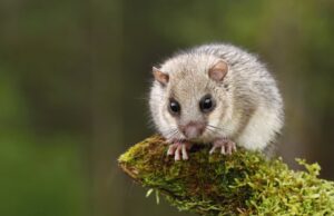 Roditori arboricoli nel Parco nazionale del Cilento: un tesoro immenso