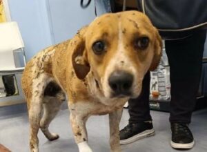 Maltrattamenti sugli animali: cosa prevede la legge e quali sono oggi i reati più diffusi