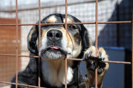 Adottare è meglio che acquistare: il vero valore di salvare un animale