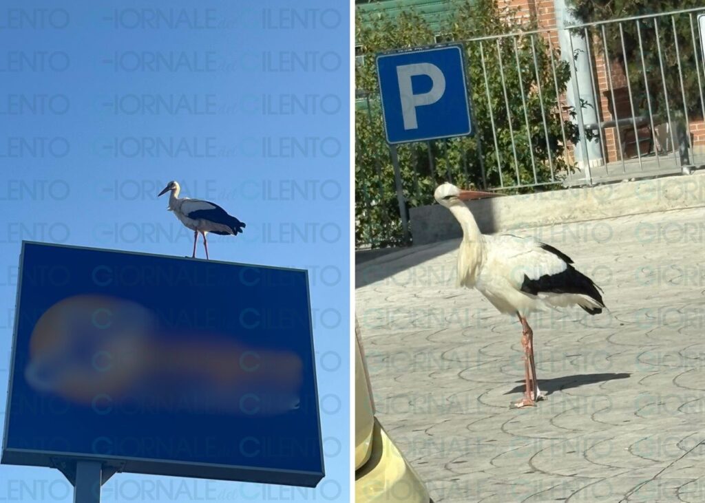 Cilento, la cicogna “sperduta” tra Agropoli e Castelnuovo: forse vuole nidificare o ferita