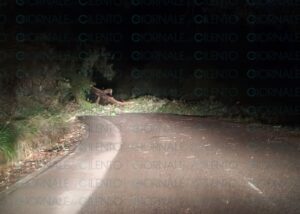 Maltempo nel Cilento, albero crolla sulla strada tra Lustra e Rutino