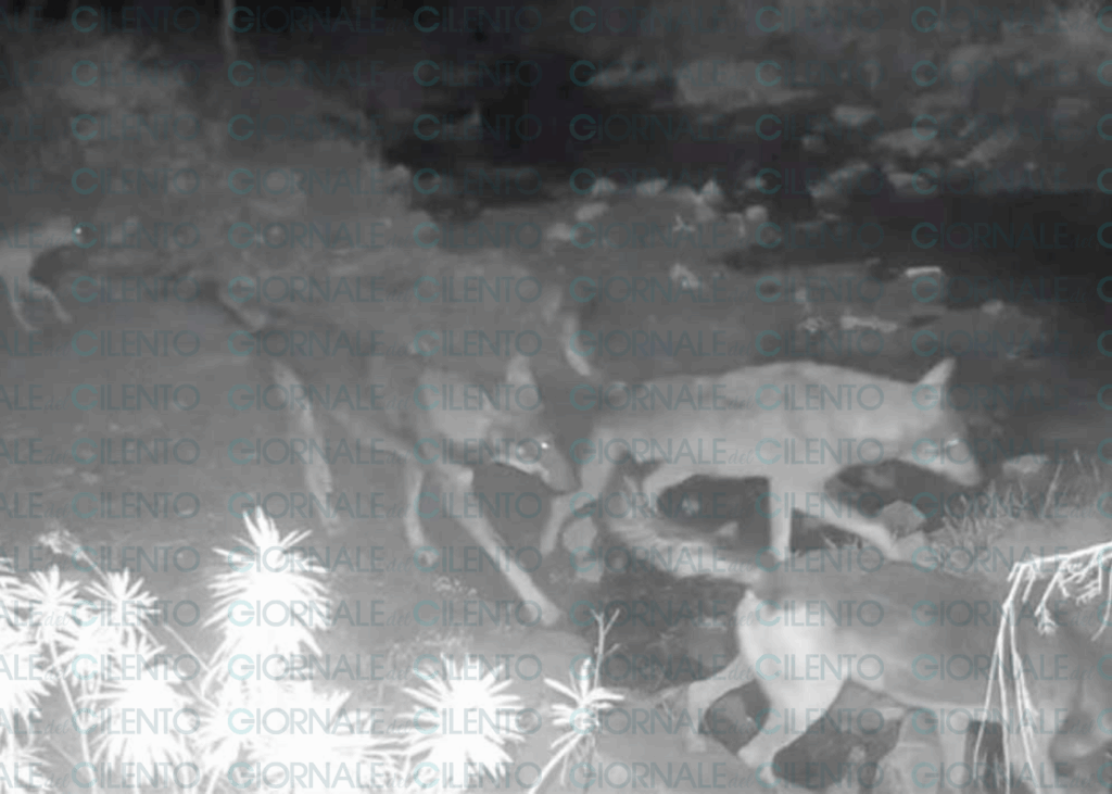 Branco di lupi avvistato nel golfo di Policastro: le immagini delle videocamere di una villa