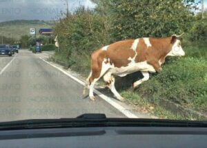 Cilento, allarme per gli animali vaganti: dopo i cinghiali, avvistate mucche sulla carreggiata