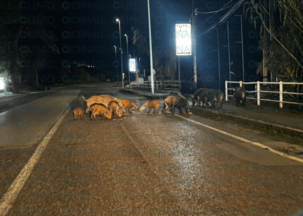 Palinuro, branco di cinghiali invade la strada in piena notte: «Sono un pericolo»