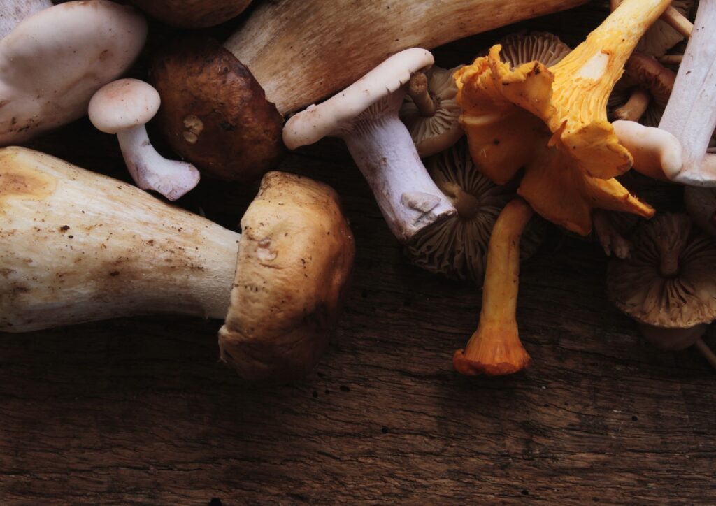 Funghi: tesori d’autunno tra gusto e prudenza