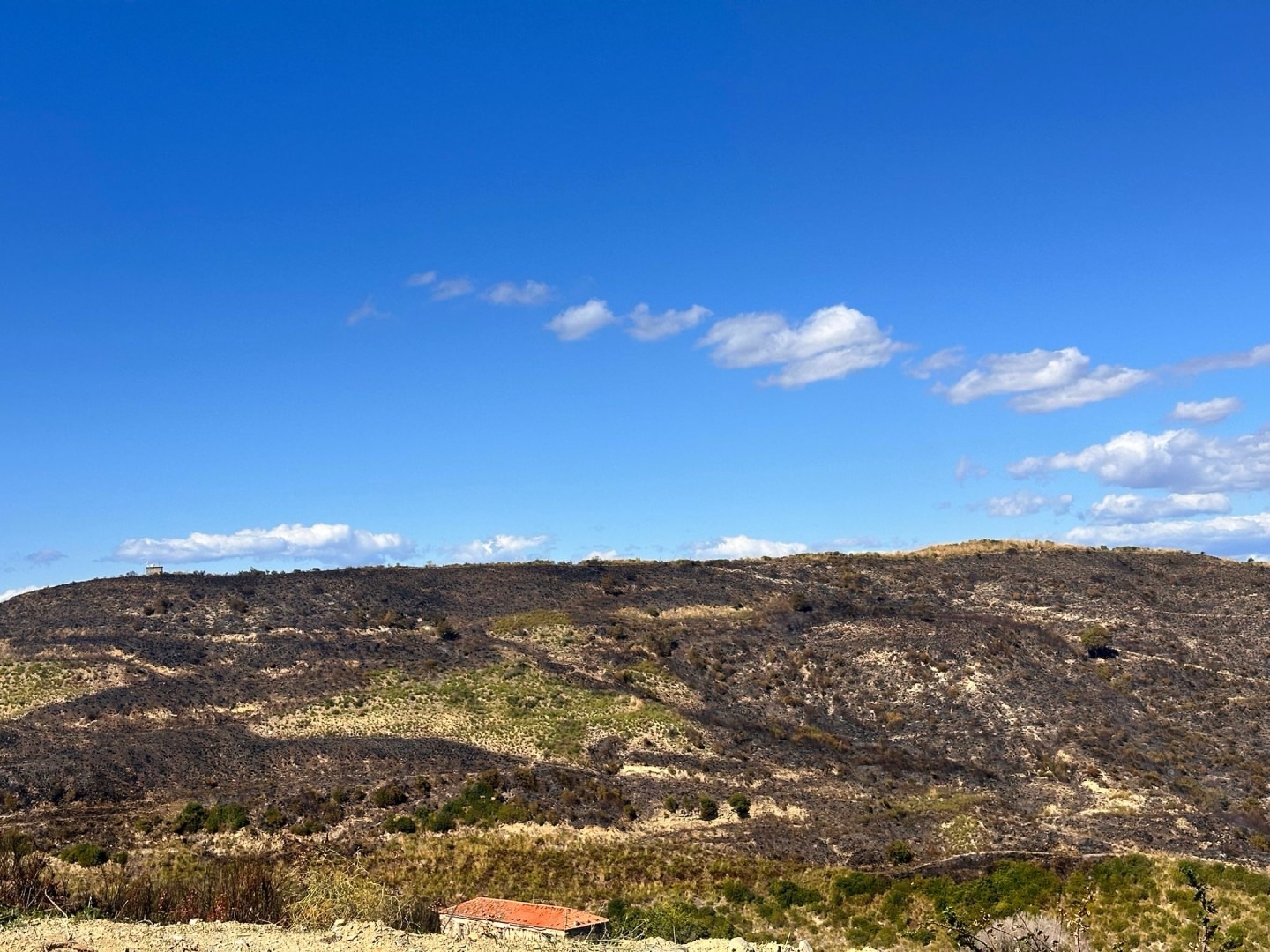 Incendio devastante a Laureana Cilento: distrutti 14 ettari di macchia mediterranea