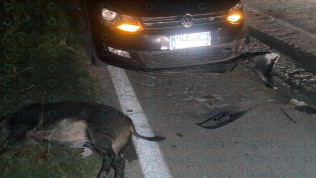 Auto contro cinghiale sulla Pedemontana, paura tra Omignano Scalo e Casal Velino