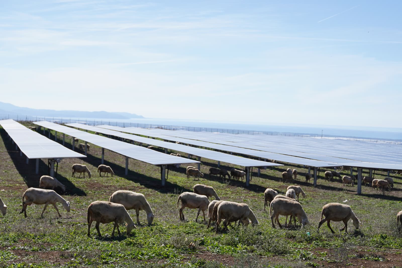 A Eboli nasce il primo parco agrivoltaico a pascolo della Campania: energia per 6500 famiglie