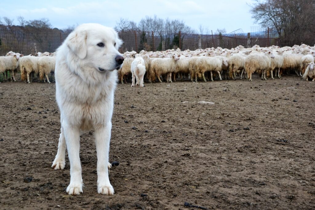 Torchiara, cane ucciso a colpi di fucile: «Chi ha compiuto questa atrocità deve pagare»