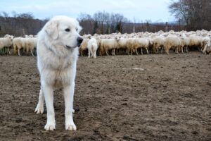 Torchiara, cane ucciso a colpi di fucile: «Chi ha compiuto questa atrocità deve pagare»