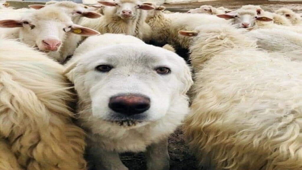 Cane ucciso con un colpo di fucile nelle campagne di Torchiara