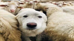 Cane ucciso con un colpo di fucile nelle campagne di Torchiara