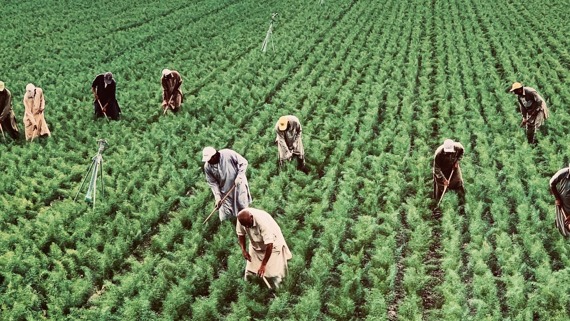 Agricoltori italiani Campania: «Servono trasporti e alloggi dignitosi per fermare il caporalato»