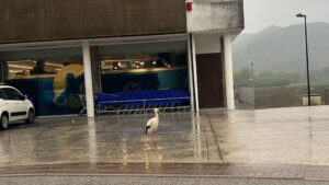 Cicogna “bloccata” da tre giorni nel parcheggio di Velina: cittadini tentano di salvarla, ma senza successo