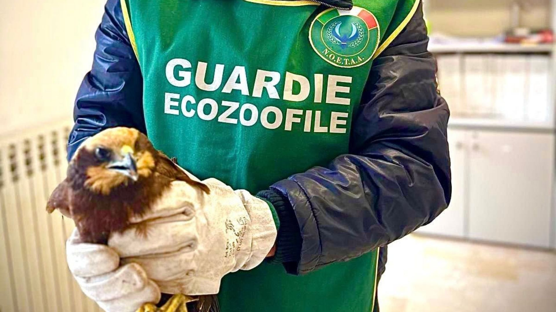 Capaccio Paestum, recuperato un falco di palude ferito