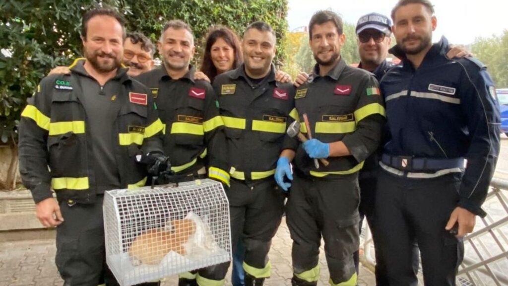 Gattino intrappolato in un tubo, salvato dai vigili del fuoco a Casalvelino Marina