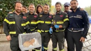 Gattino intrappolato in un tubo, salvato dai vigili del fuoco a Casalvelino Marina