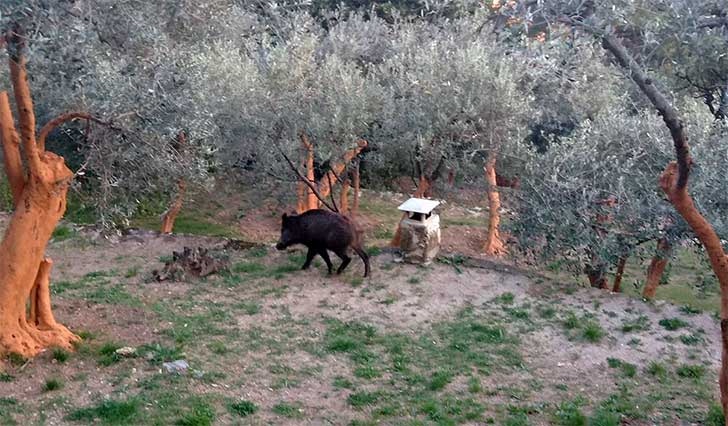 Cilento, 80enne aggredito da un cinghiale mentre raccoglie le olive