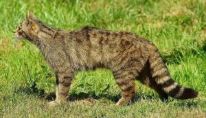 Il gatto selvatico europeo: il piccolo predatore che si nasconde nei boschi