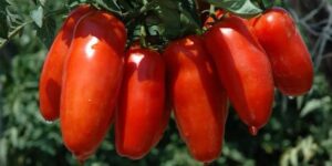Al via la campagna promozionale del Pomodoro San Marzano Dop