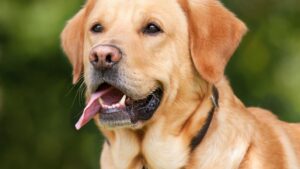 Labrador Retriever: il compagno perfetto tra dolcezza, intelligenza e versatilità
