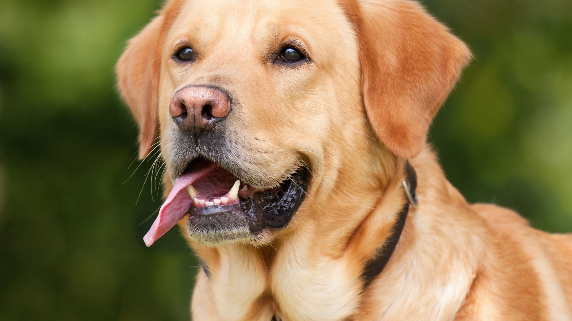 Labrador Retriever: il compagno perfetto tra dolcezza, intelligenza e versatilità