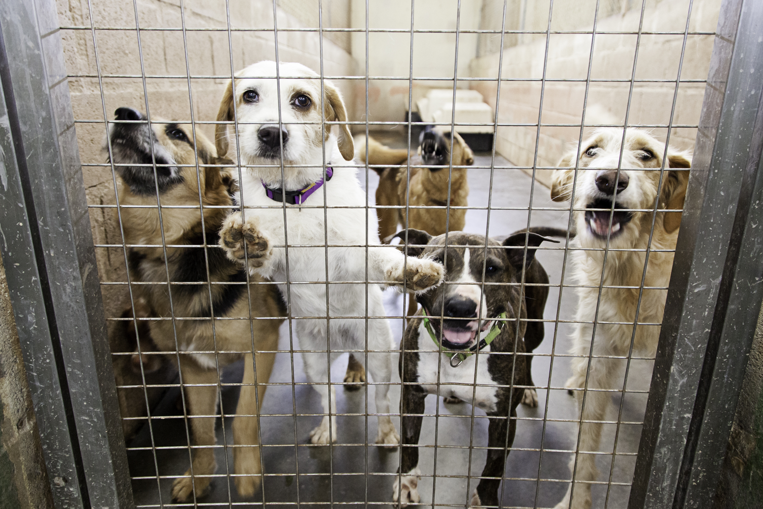 Giornate di volontariato per gli animali: un’esperienza che cambia vite
