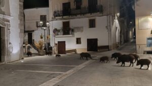 Sacco, dopo la foto fake dei cinghiali in piazza: “Il problema è reale e servono interventi urgenti”