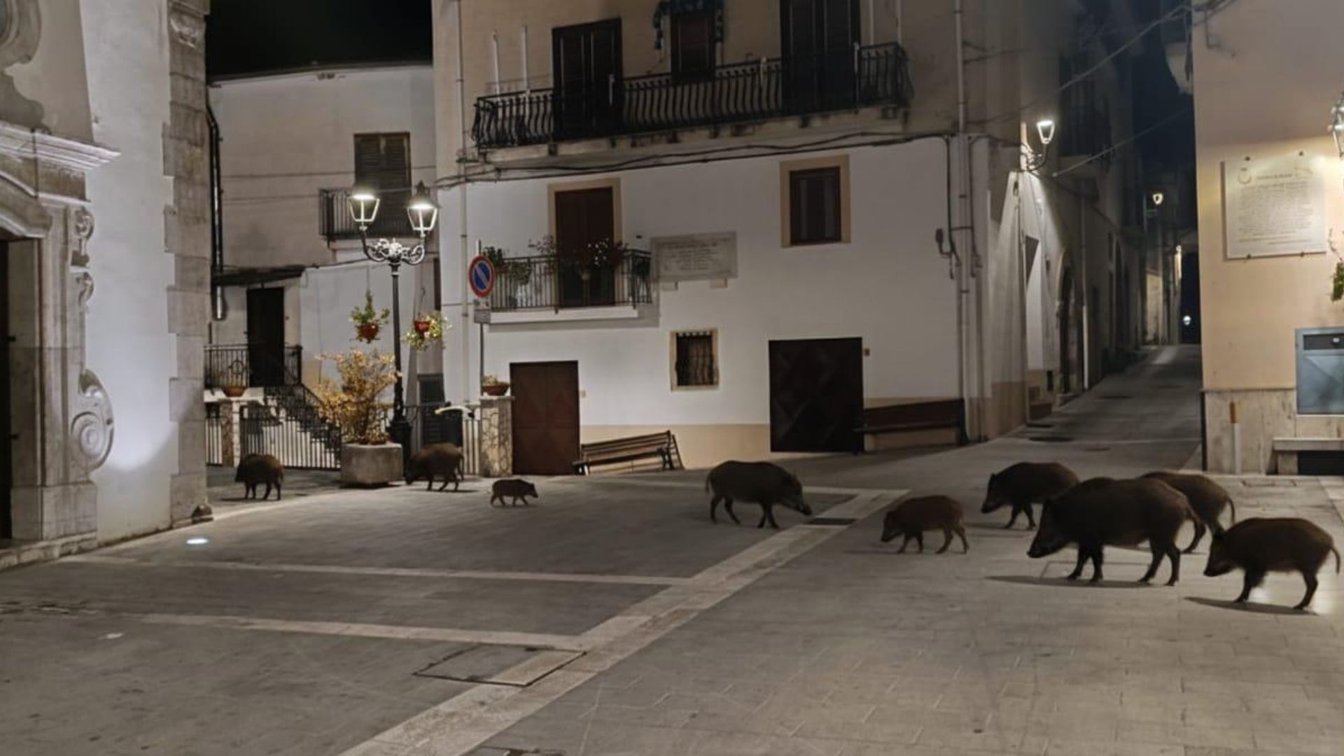 Sacco, dopo la foto fake dei cinghiali in piazza: “Il problema è reale e servono interventi urgenti”