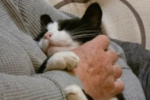 Un compagno silenzioso e fedele: perché il gatto è l’animale ideale per gli anziani che vivono soli