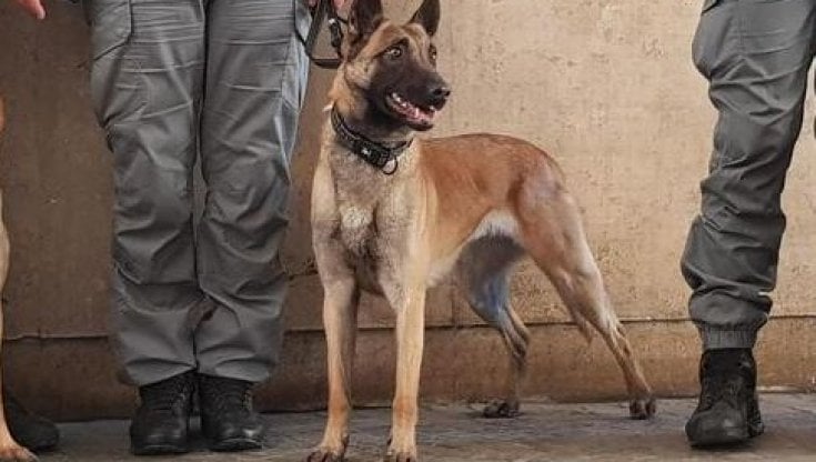 Il fiuto che fa la differenza: il cane che affianca i Carabinieri nelle operazioni sul territorio