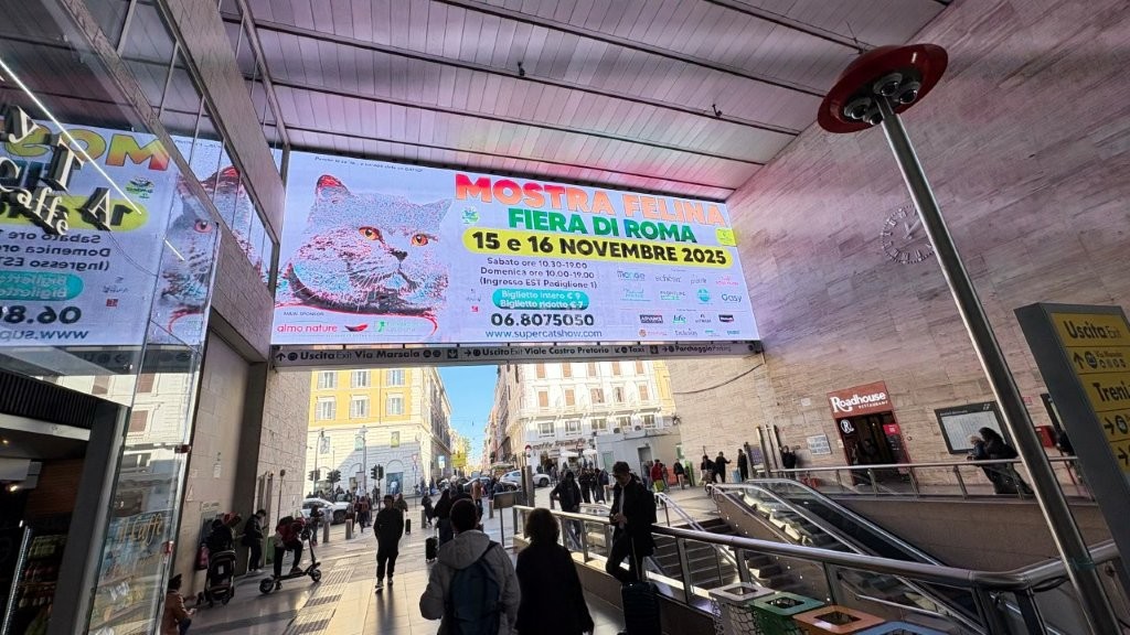 Super Cat Show a Roma: migliaia di visitatori alla fiera felina più attesa dell’anno
