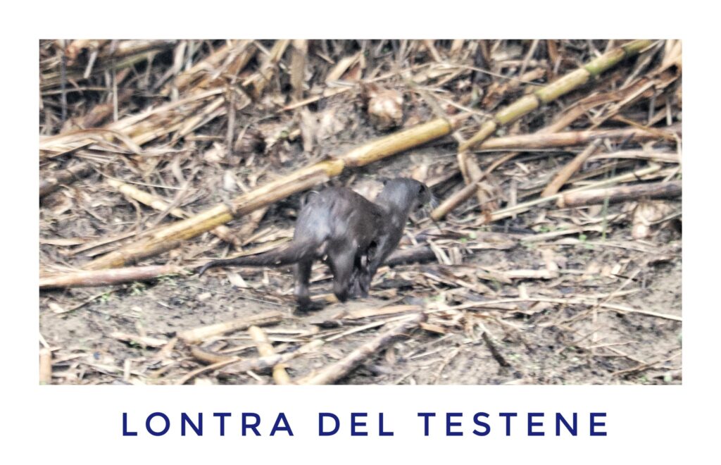 Agropoli, avvistata una lontra nel fiume Testene: la gioia del fotografo Giuseppe Romanelli