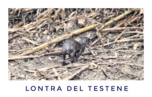 Agropoli, avvistata una lontra nel fiume Testene: la gioia del fotografo Giuseppe Romanelli