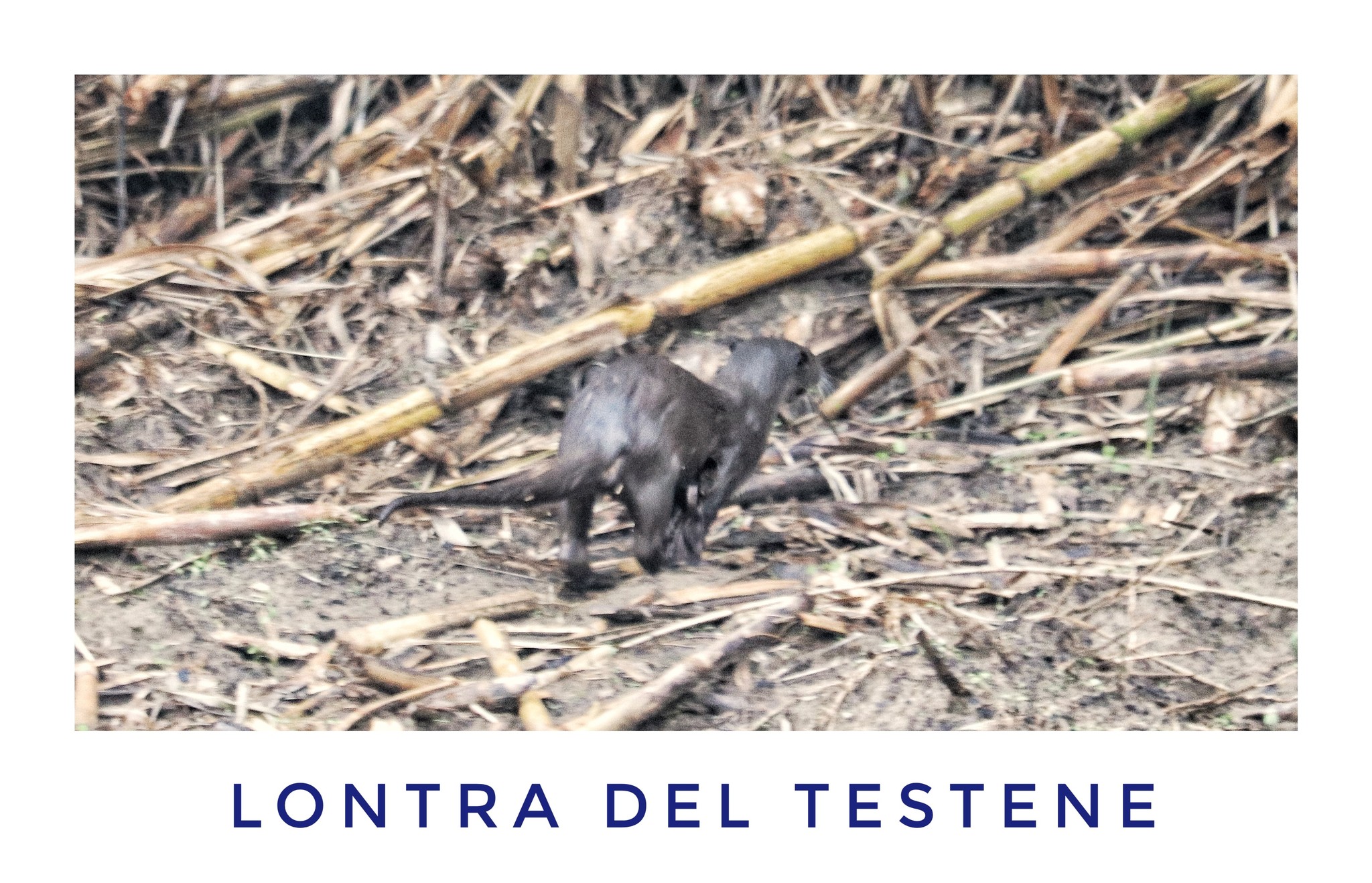 Agropoli, avvistata una lontra nel fiume Testene: la gioia del fotografo Giuseppe Romanelli