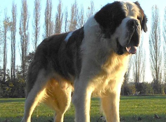 San Bernardo, il gigante buono delle Alpi: storia, carattere e segreti del cane-eroe