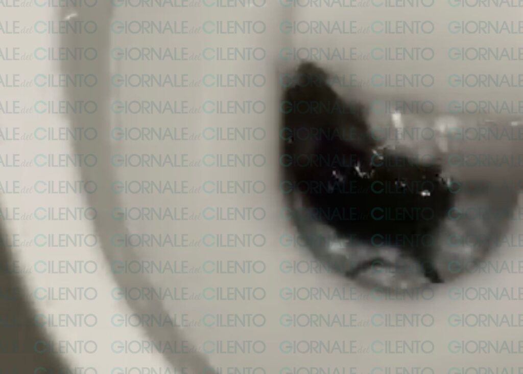 Topo nel wc del liceo di Vallo della Lucania, paura e polemiche tra gli studenti