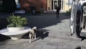 Bentornato Mucca: il cane simbolo di Sant’Arsenio torna in piazza dopo la convalescenza