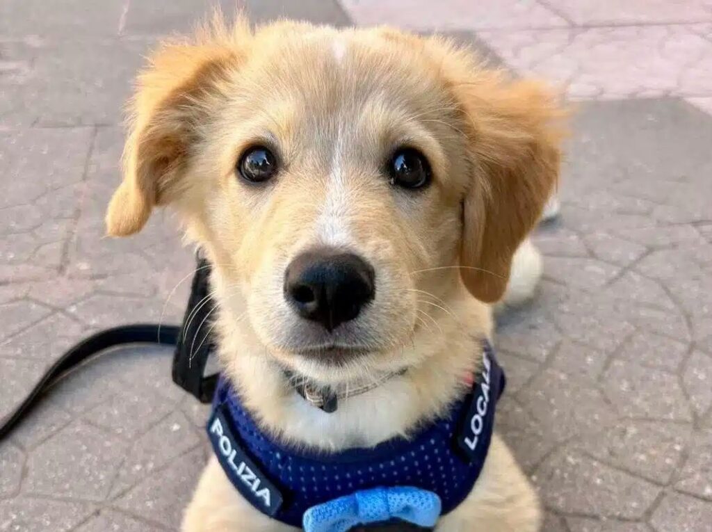 Bastian, il meticcio adottato che diventa mascotte della polizia locale
