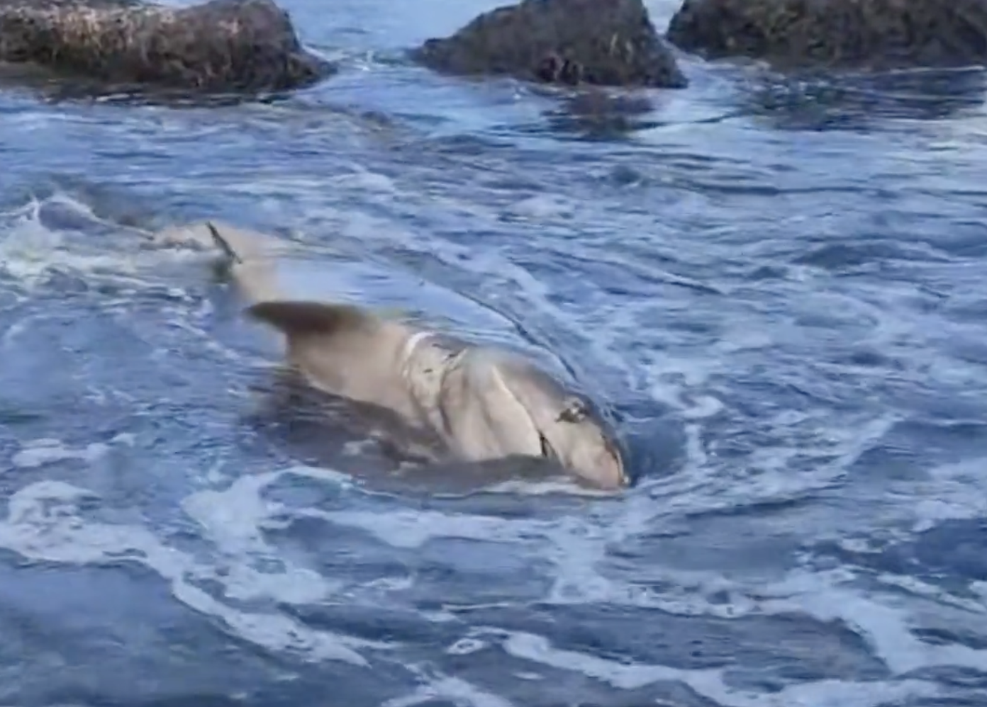 Ogliastro Cilento, squalo trovato morto sulla spiaggia