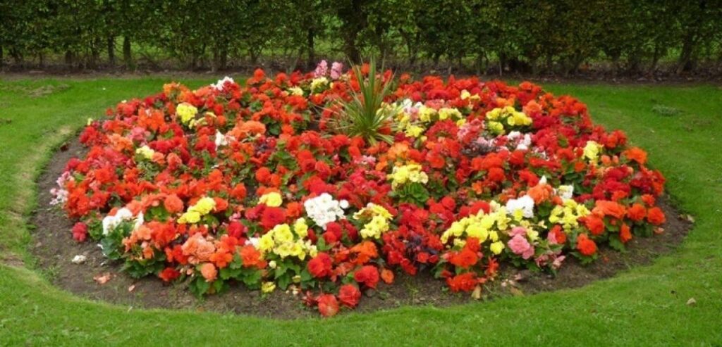 Adotta un’aiuola: rinnovato l’avviso pubblico per la cura e la valorizzazione del verde urbano a Sala Consilina