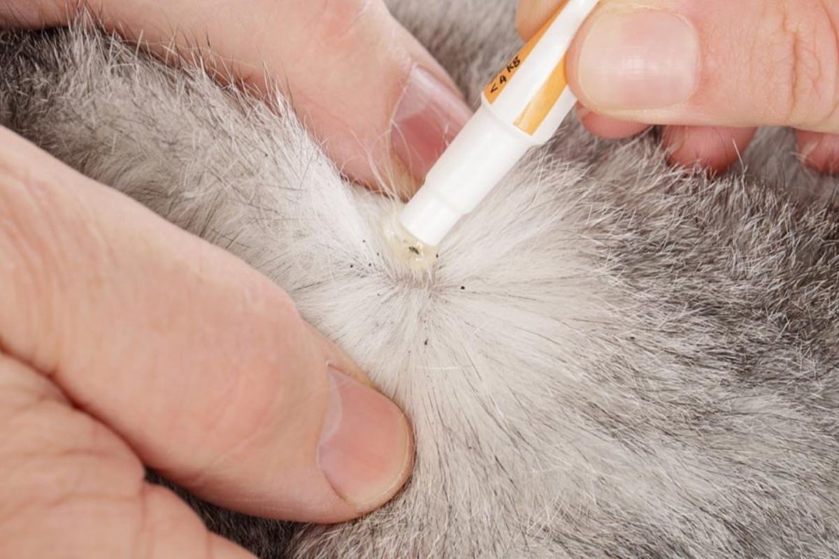 Pulci in casa: come proteggere i tuoi gatti e la famiglia