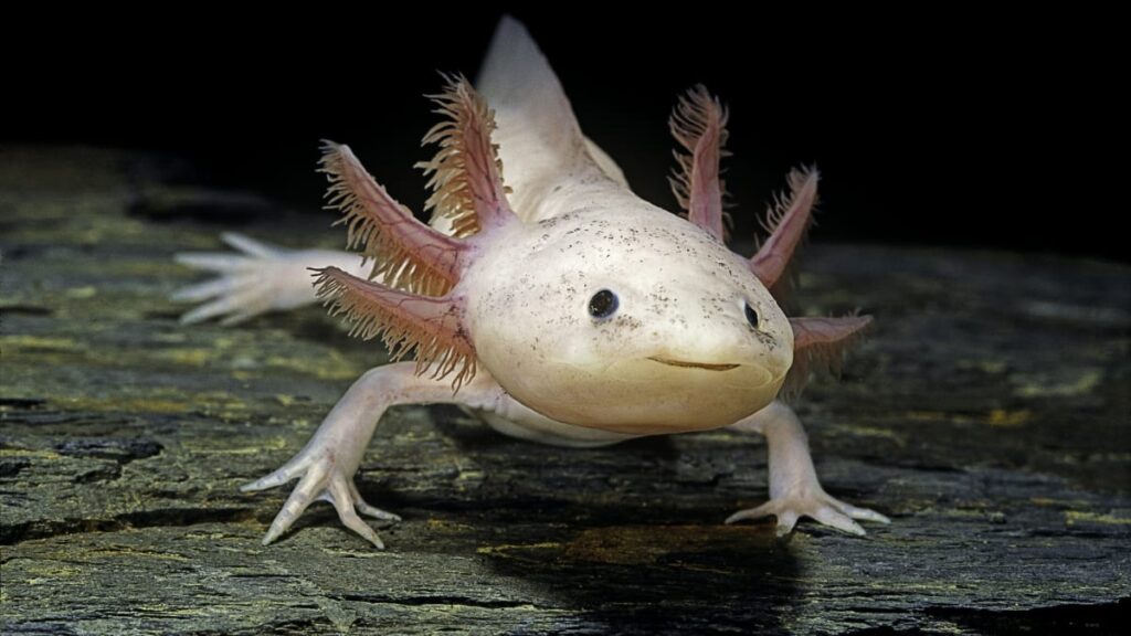 L’Axolotl: il “mostriciattolo” che rigenera il proprio corpo