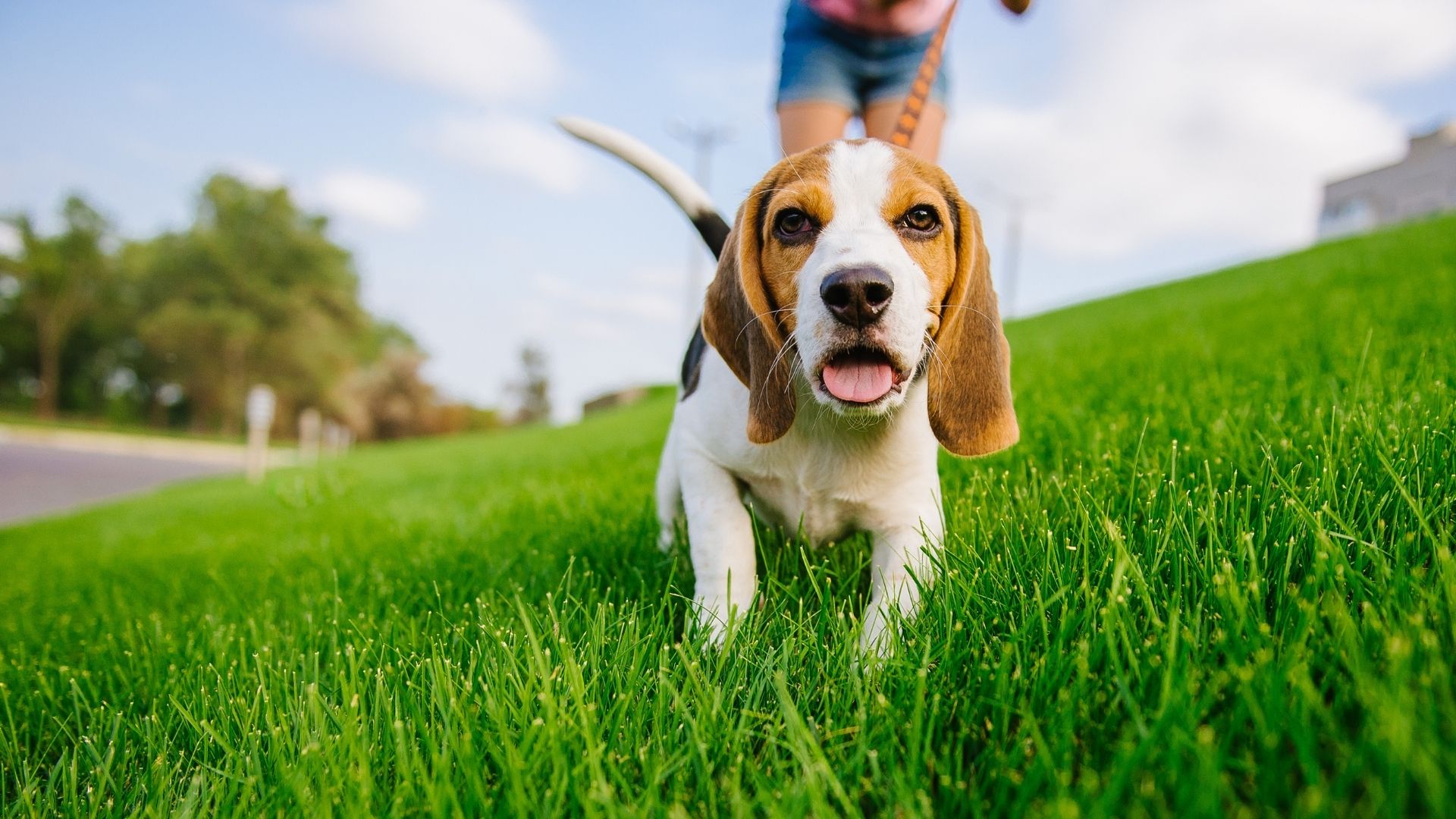 Cinque razze di cani ideali per famiglie con bambini: equilibrio, dolcezza e sicurezza in casa