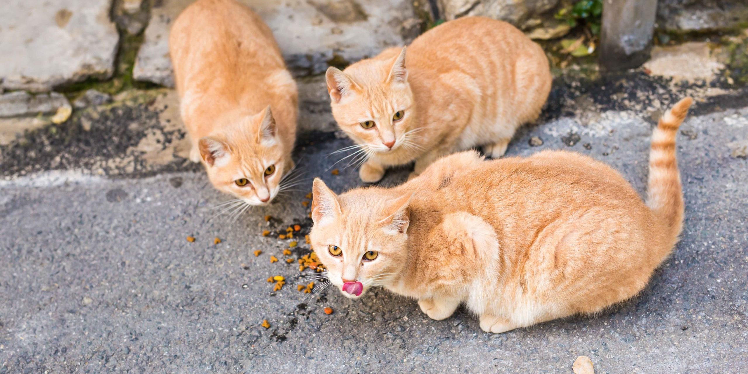 Cibi per gatti: i “resti” domestici da evitare. Ecco cosa non deve mai finire nella ciotola