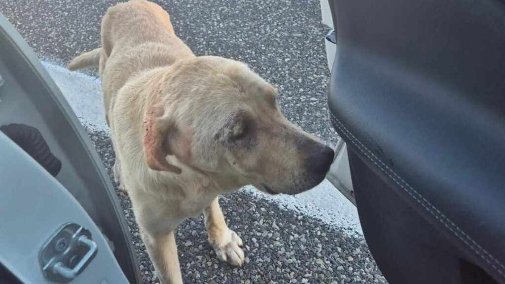 Randagio abbandonato in autostrada tra Petina e Polla: salvato e portato in canile