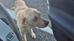 Randagio abbandonato in autostrada tra Petina e Polla: salvato e portato in canile